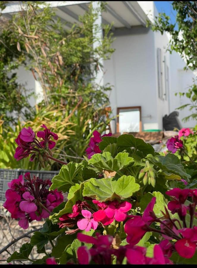 Alesta Lägenhet Mykonos Town Exteriör bild